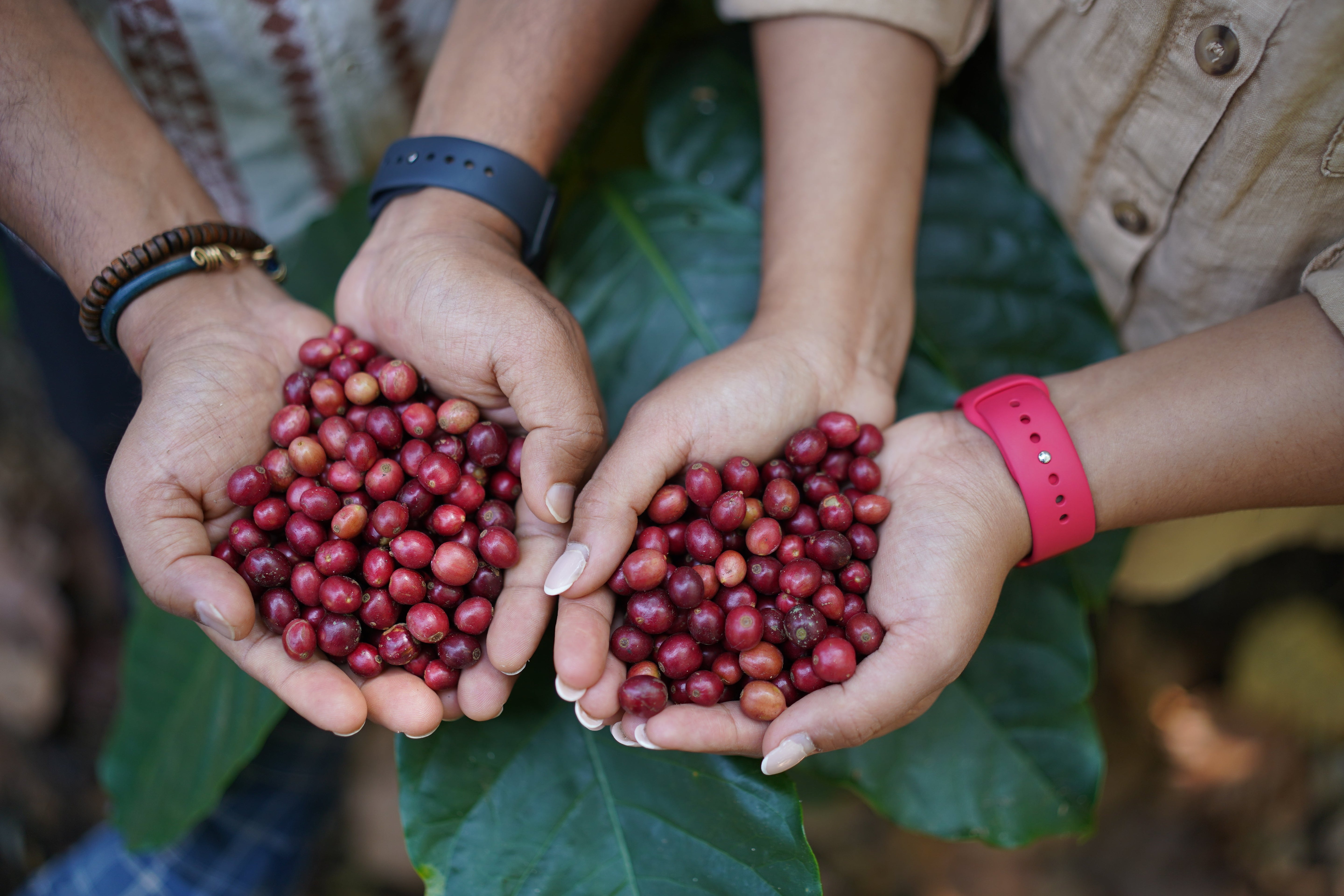 Top 10 lessons from a young Coffee business.