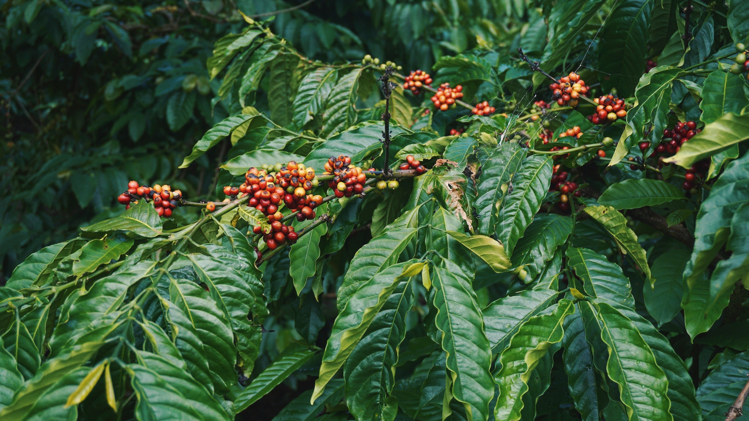 Coffee varieties of India