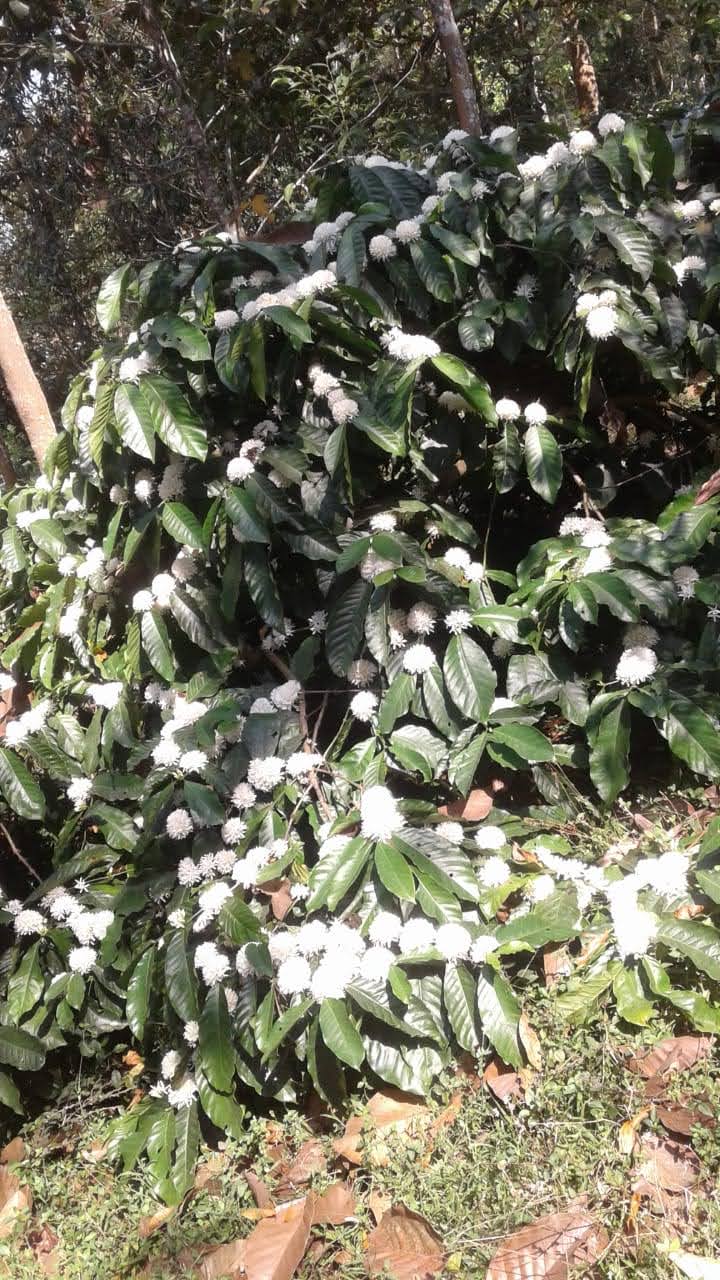 Green Coffee beans (For Roasters)