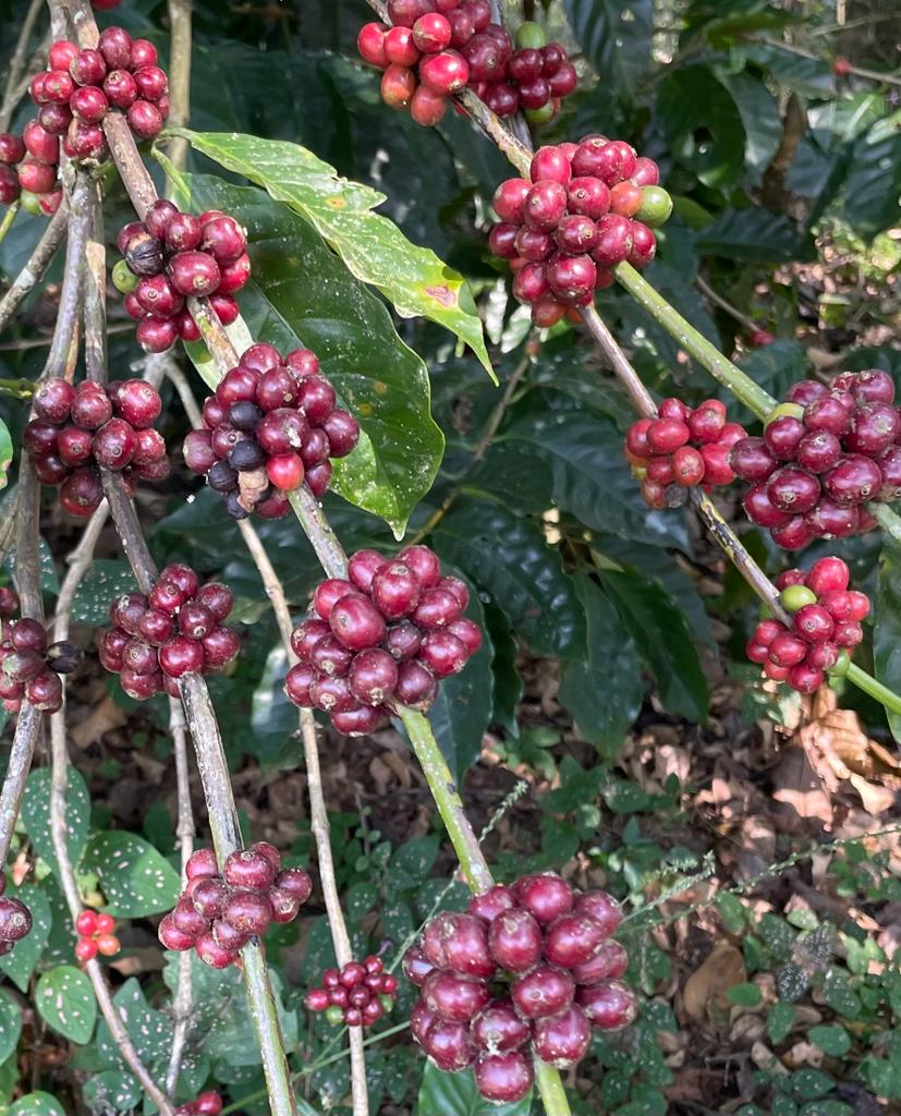 Estate Secret - Chicory Coffee Blend