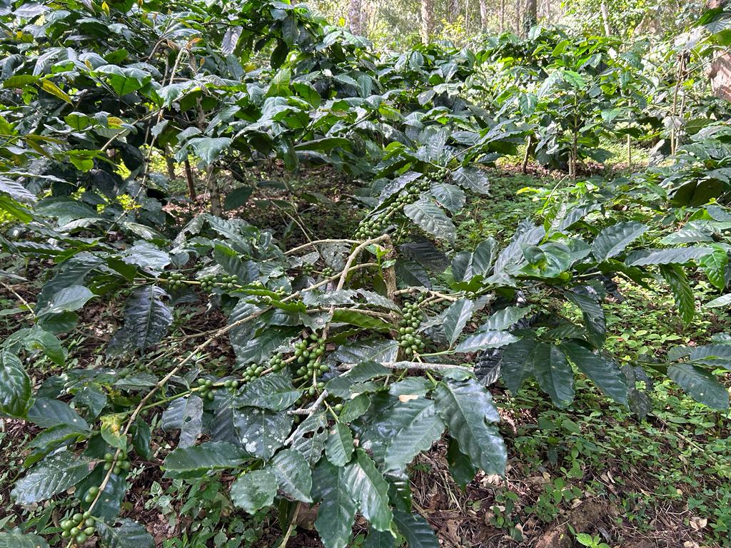 Green Coffee beans (For Roasters)