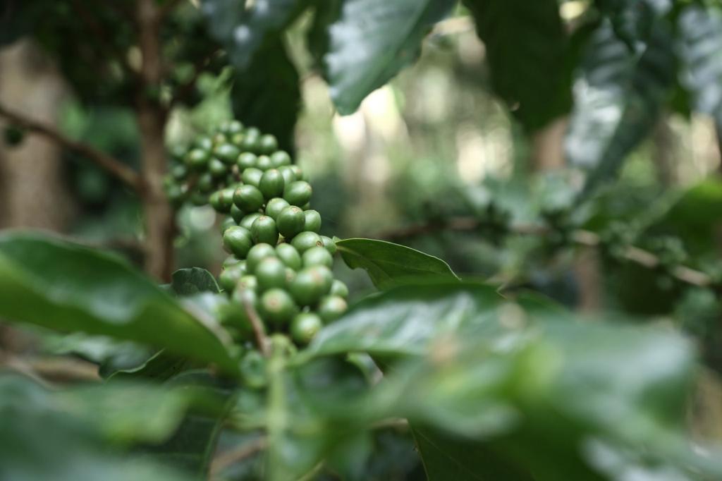 Green Coffee beans (For Roasters)