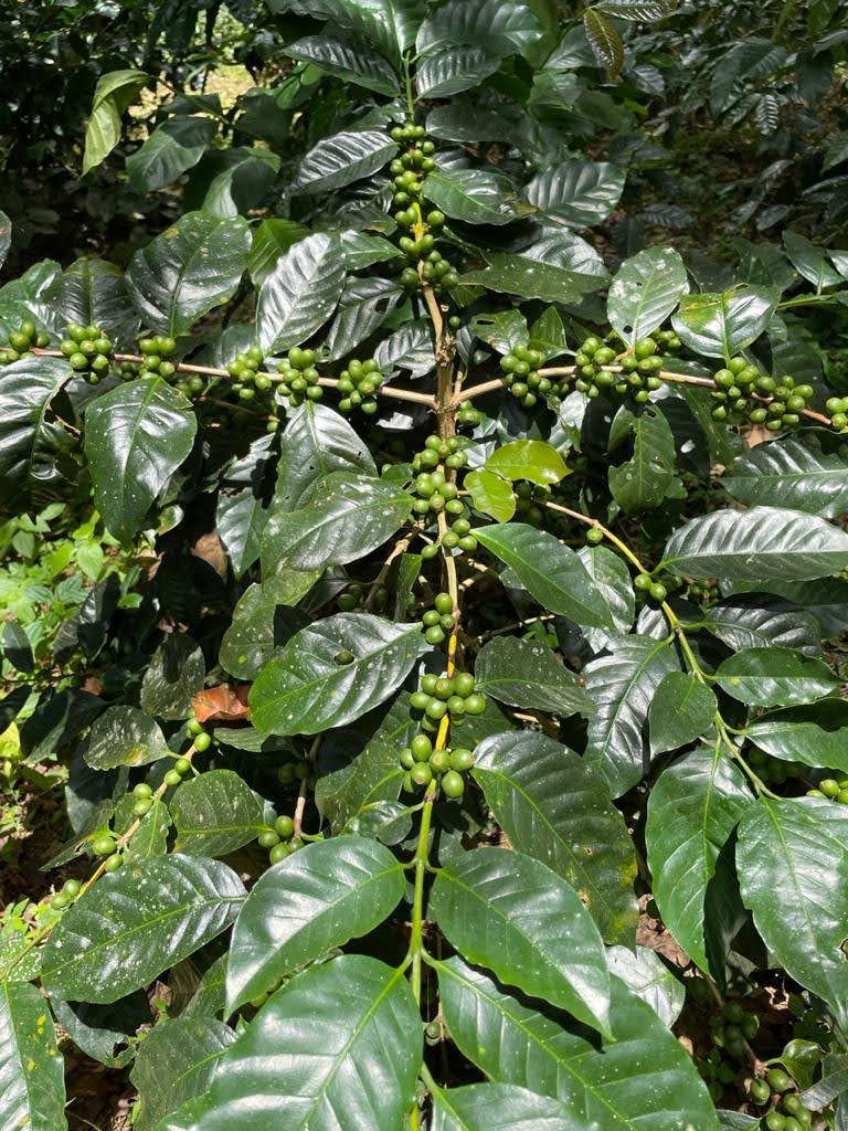 Estate Secret - Chicory Coffee Blend