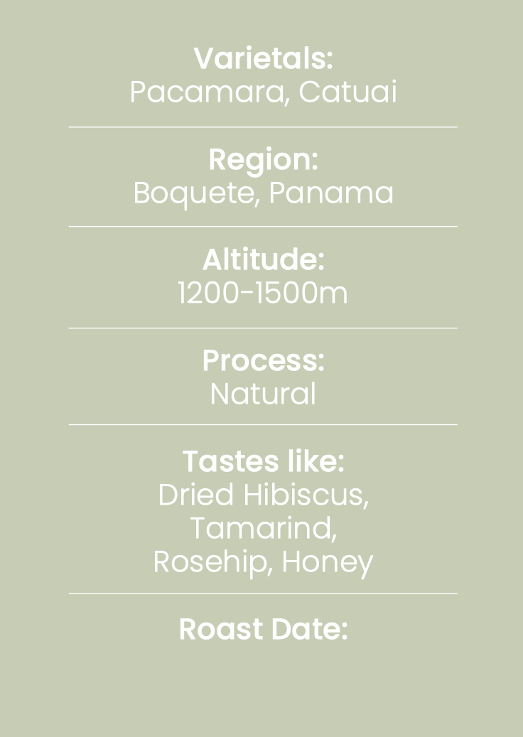 Cascara (Coffee tea)