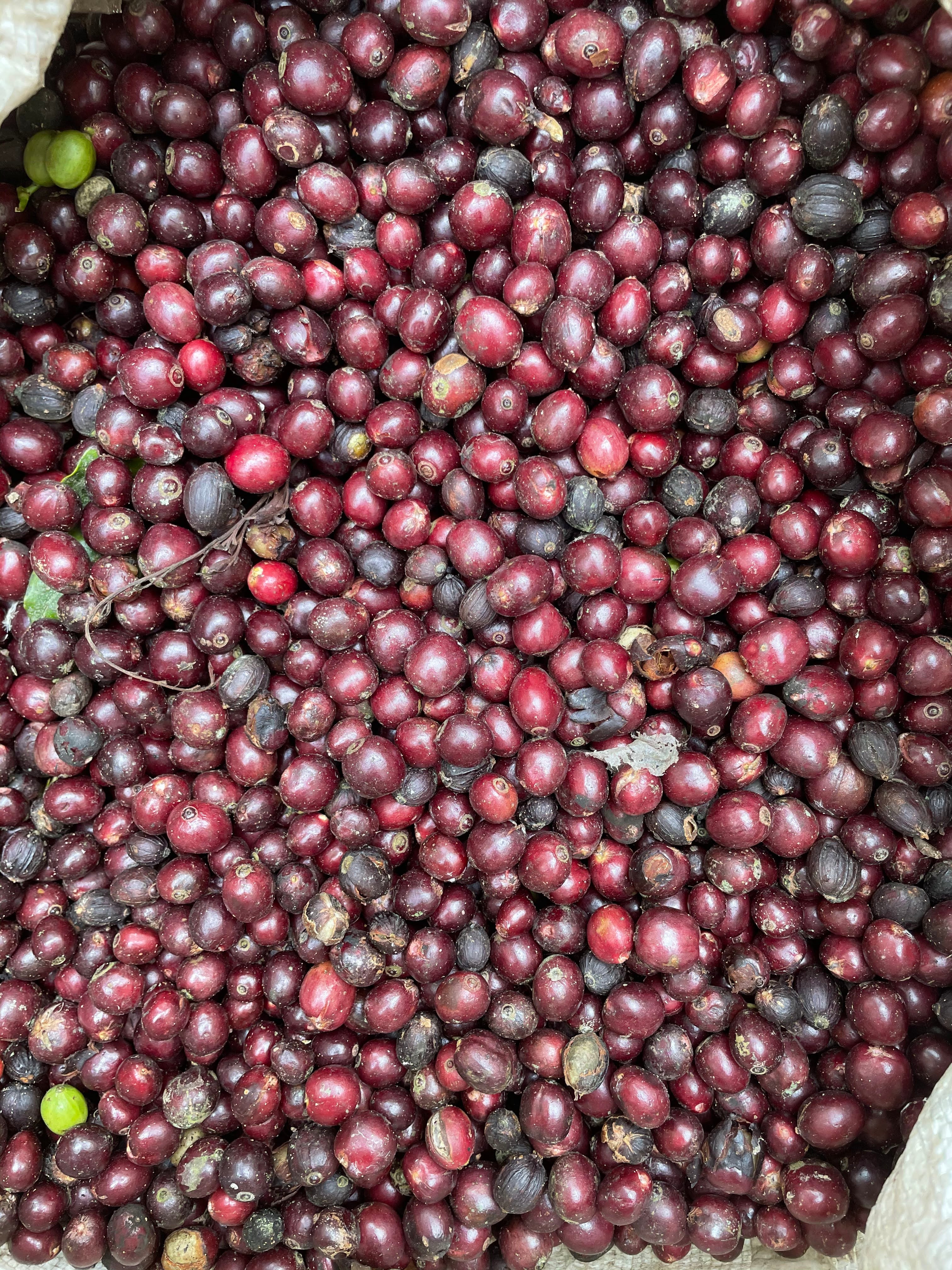 Estate Secret - Chicory Coffee Blend