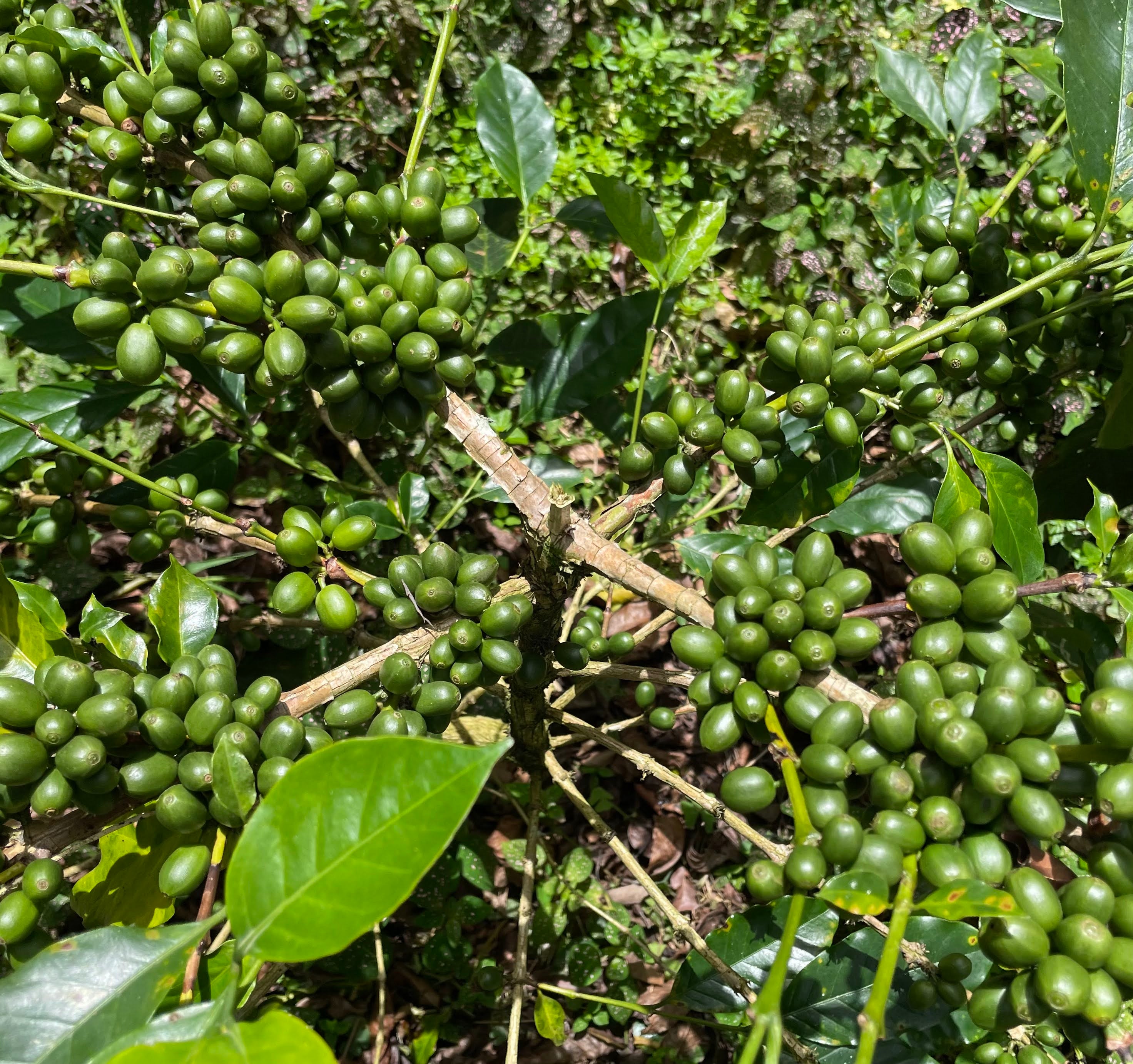 Estate Secret - Chicory Coffee Blend