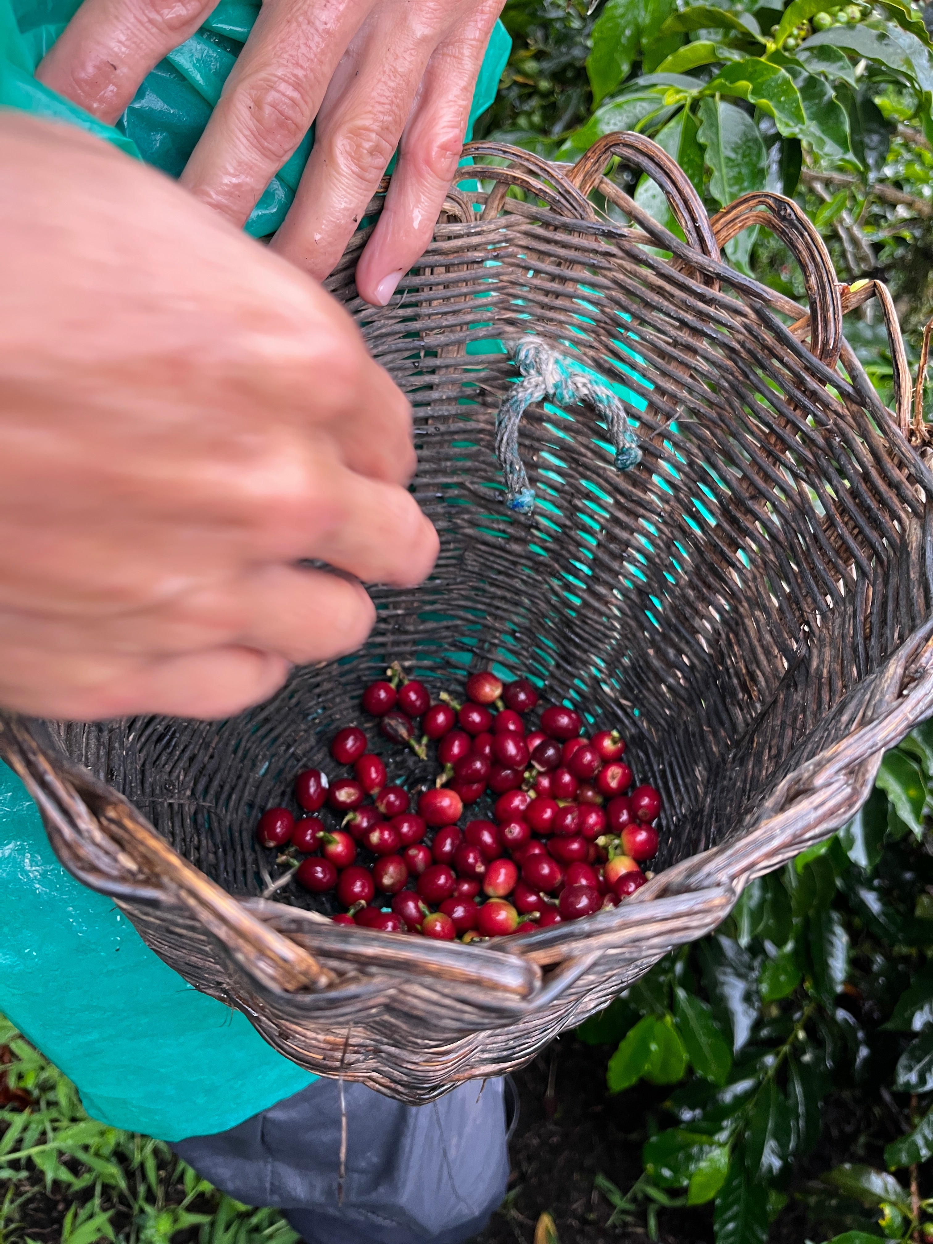 Green Coffee beans (For Roasters)