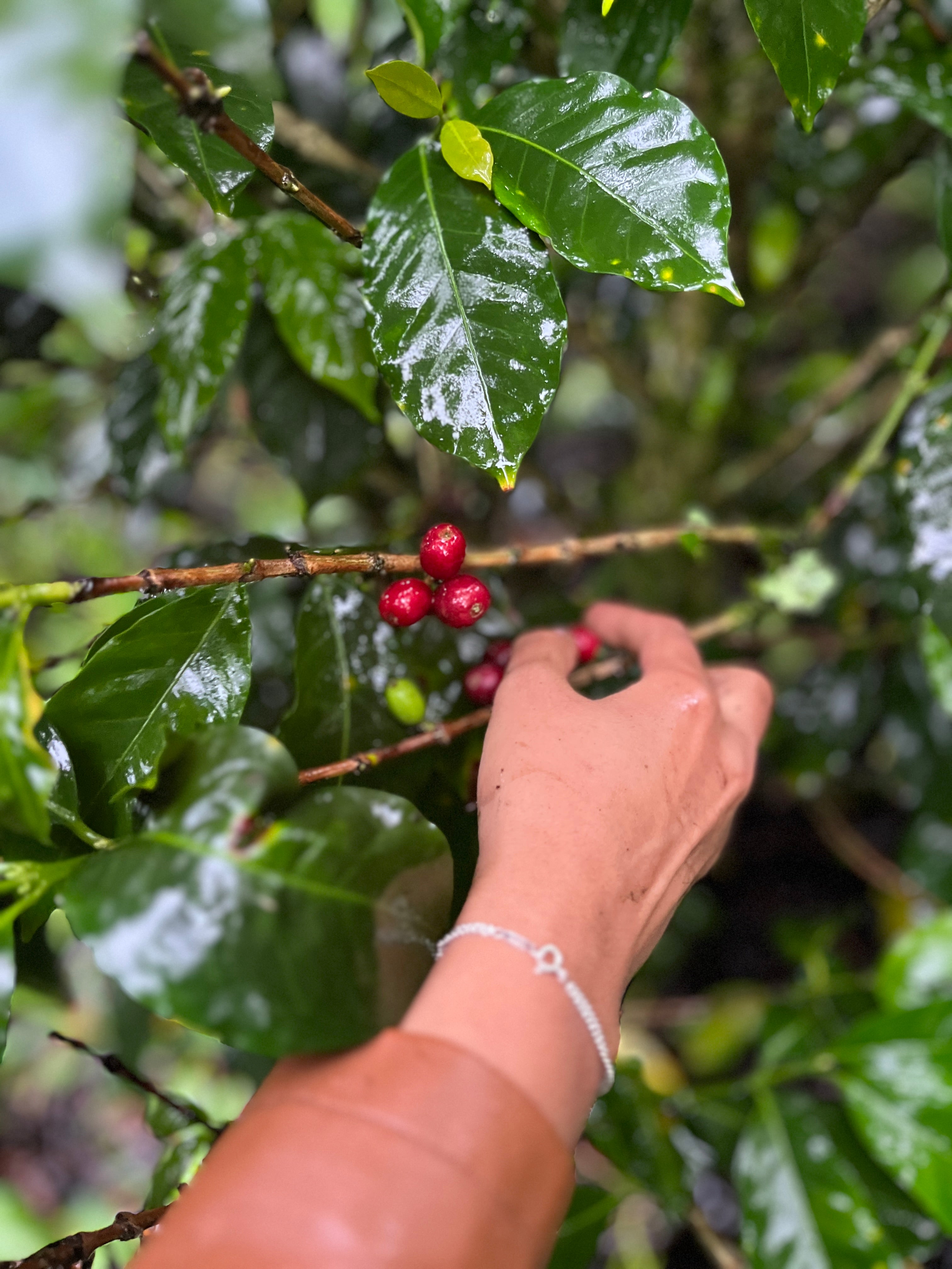 Green Coffee beans (For Roasters)
