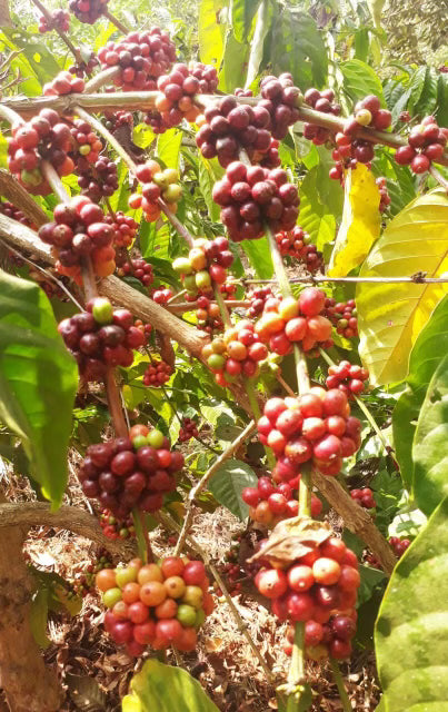 Green Coffee beans (For Roasters)