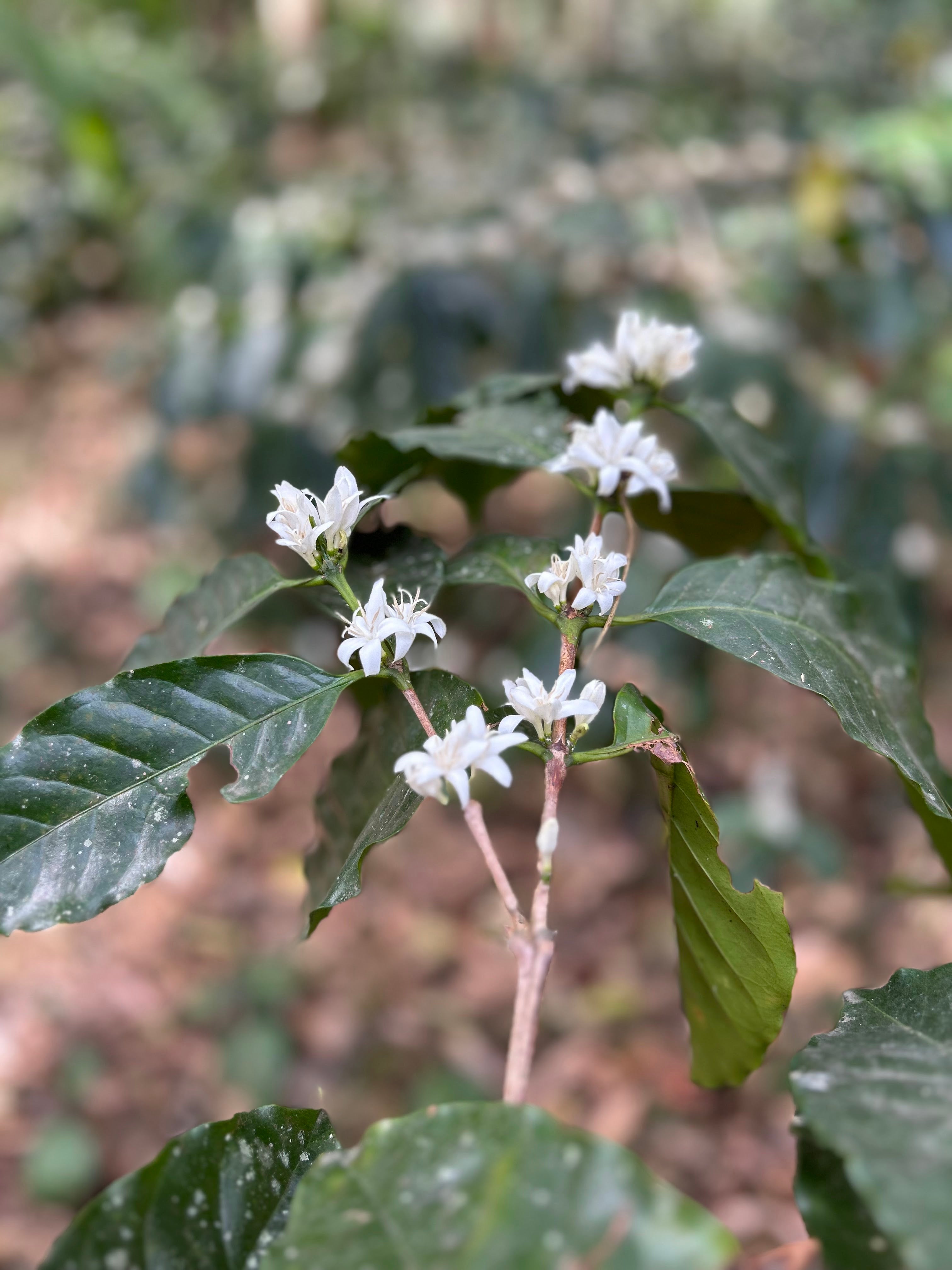 Estate Secret - Chicory Coffee Blend