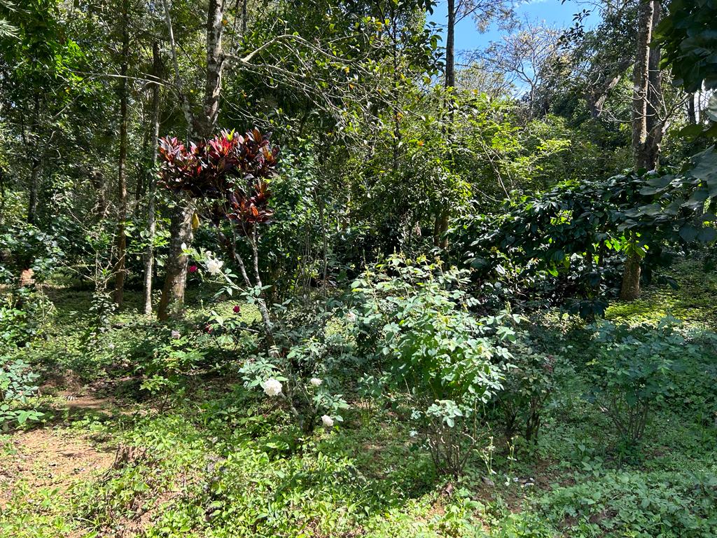 Green Coffee beans (For Roasters)