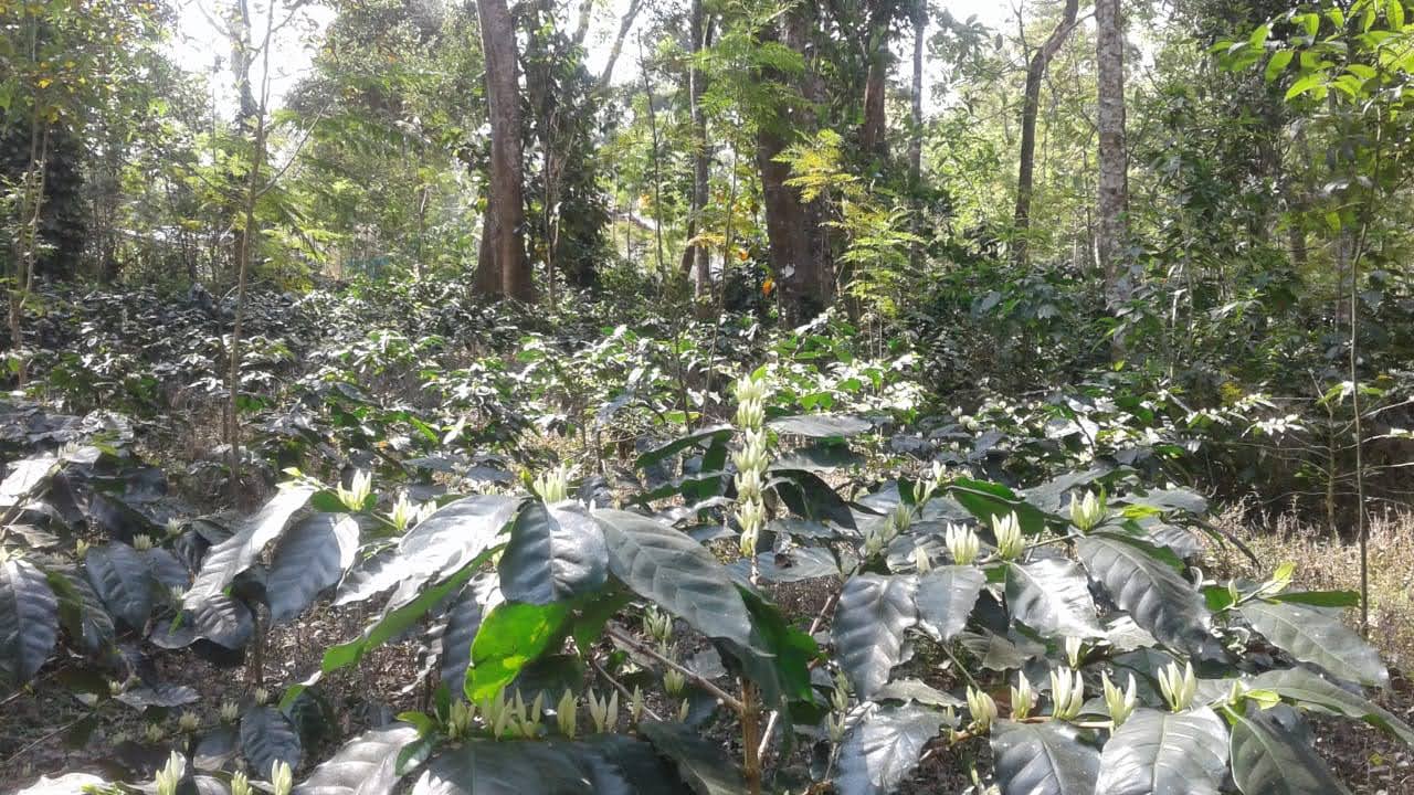 Green Coffee beans (For Roasters)