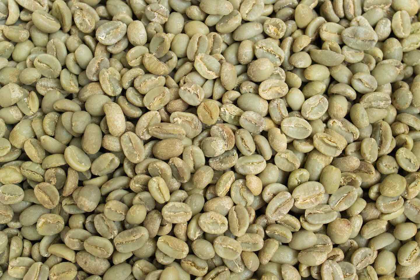 Green Coffee beans (For Roasters)