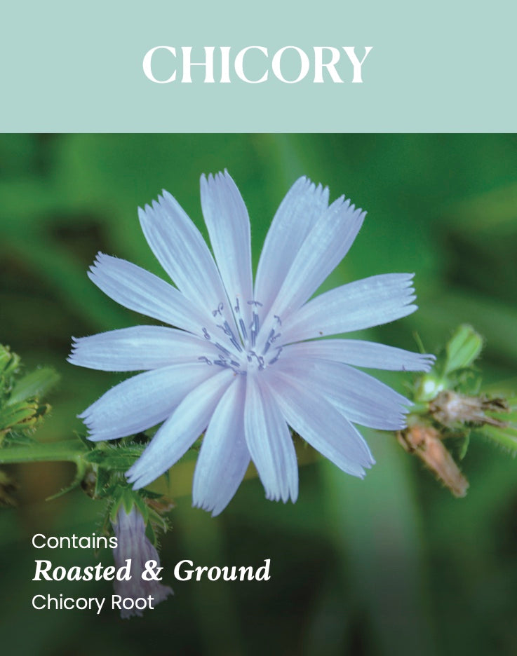 Just Chicory