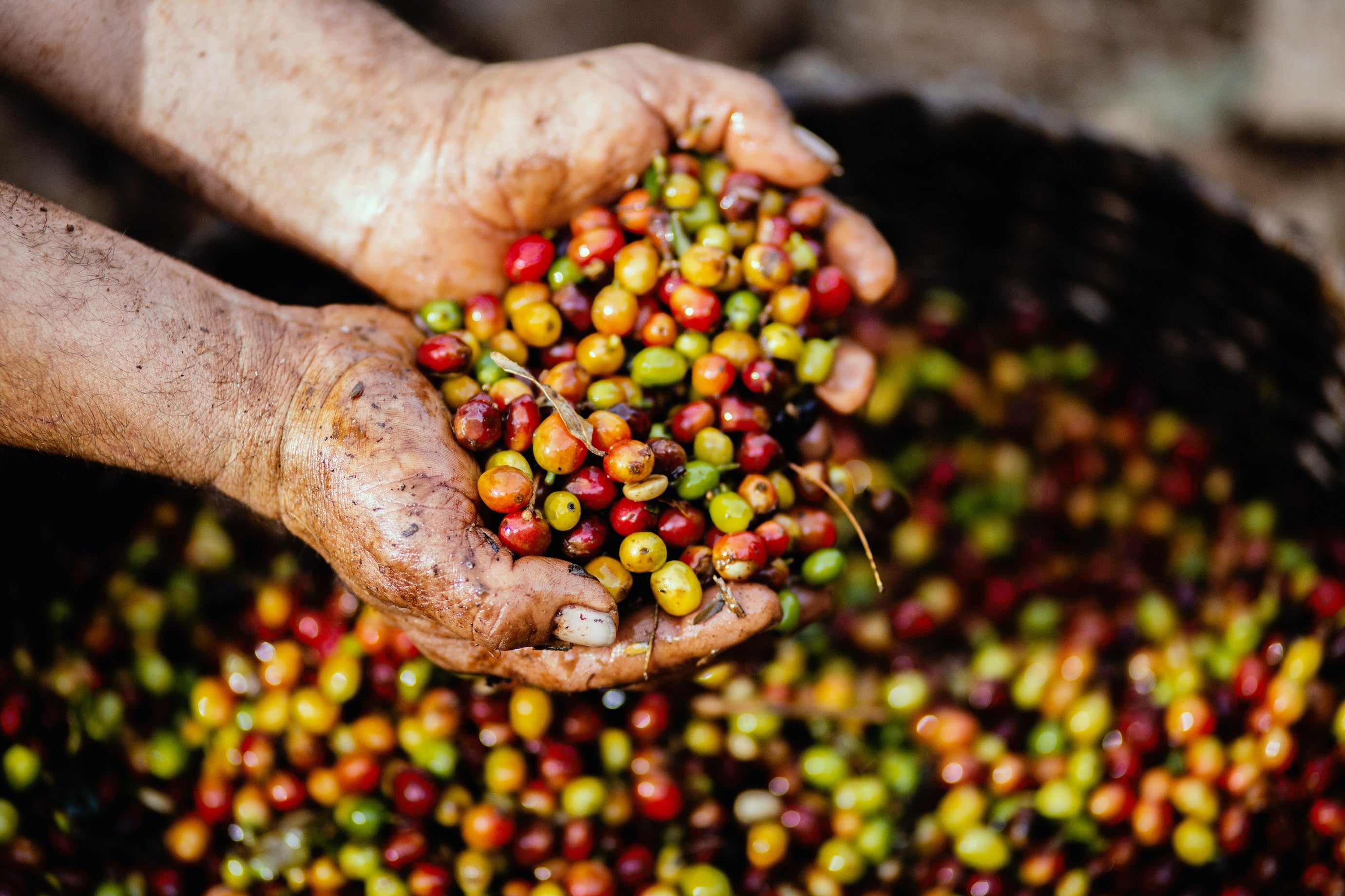 Roasted Coffee beans (Wholesale)